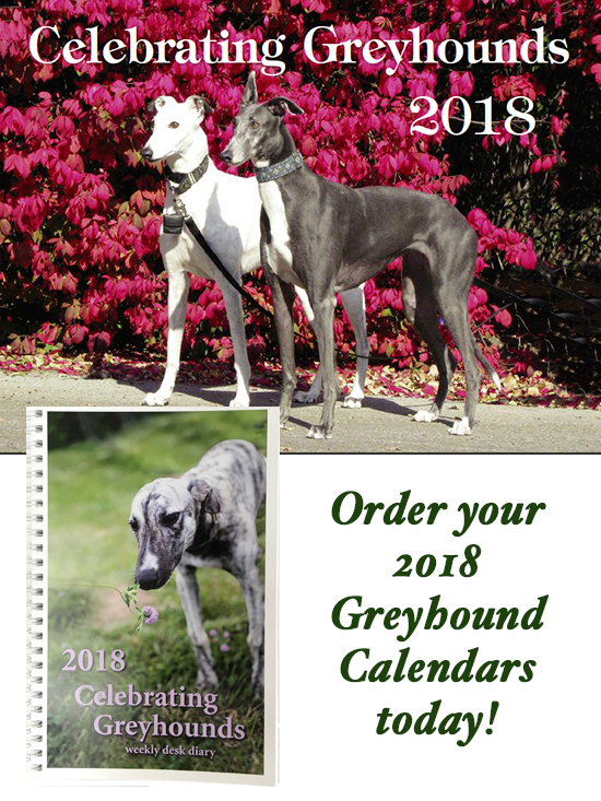 Greyhound Pet Adoption Springfield, Missouri