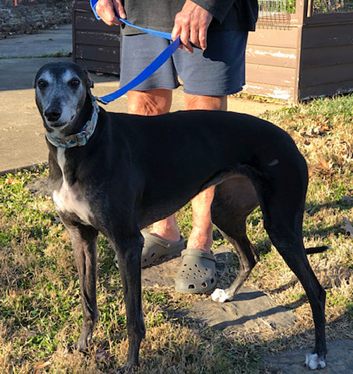 Greyhound Pet Adoption Springfield, Missouri