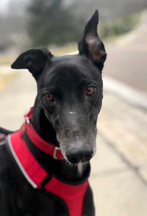 Greyhound Pet Adoption Springfield, Missouri