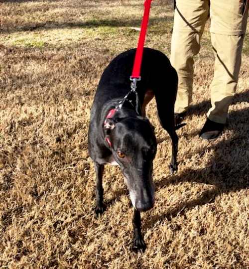 Greyhound Pet Adoption Springfield, Missouri