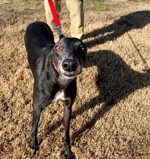 Greyhound Pet Adoption Springfield, Missouri