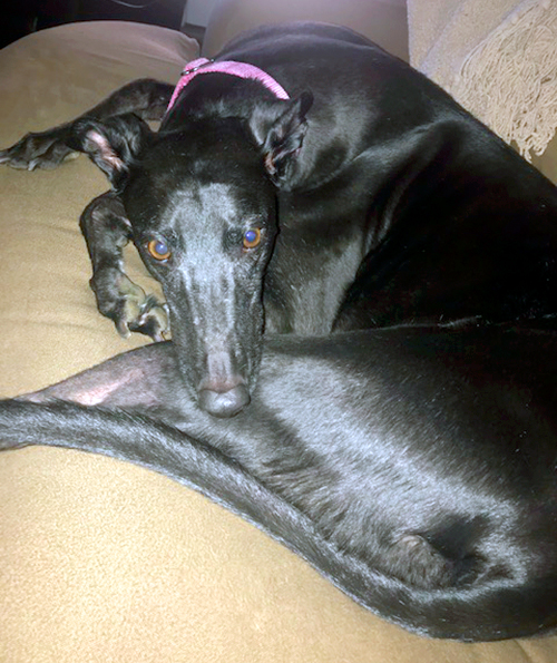 Greyhound Pet Adoption Springfield, Missouri