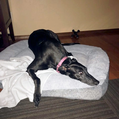 Greyhound Pet Adoption Springfield, Missouri