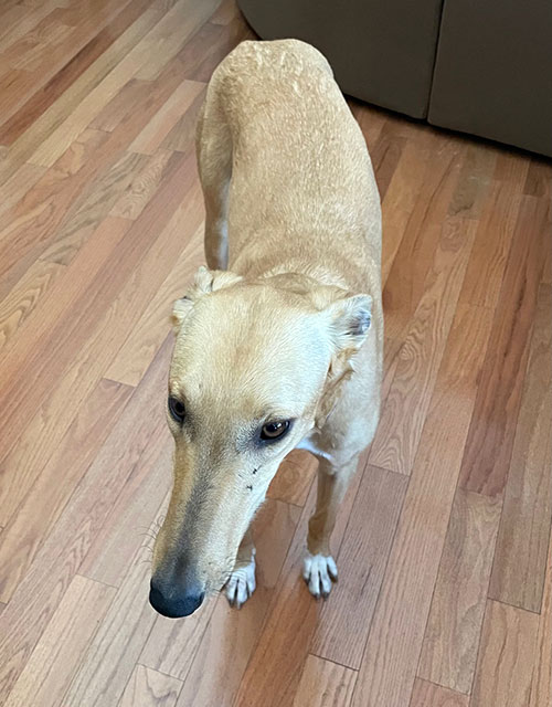 Greyhound Pet Adoption Springfield, Missouri