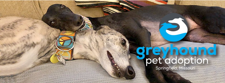 Greyhound Pet Adoption