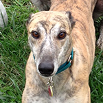 Greyhound Pet Adoption